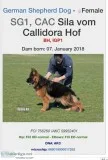 Quality long coat Showline Germen Shepherd puppies