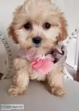 Beautiful Malti-Poo (Maltese and Toy Poodle) Puppies