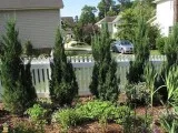 Blue Point Juniper