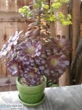 Plant Kingdom