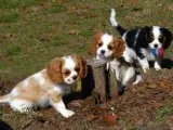 Snuggles - Male Cavalier King Charles Spaniel
