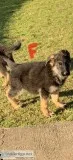 German Shepherd puppy