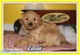 Laila Female Mini Labradoodle