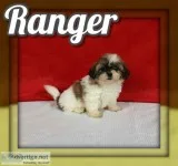 Ranger Male Shihtzu
