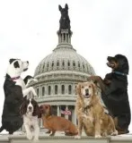 Dog Daycare McLean VA