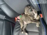 Purebred Brindle Pitbull Puppy