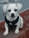 White Dachshund Mix Male 10 Week Old  In Need of a Loving Home