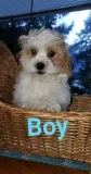 Shih tzu x puppies for sale