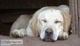 Anti-Stress Audio and Visuals For Dogs