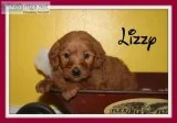 Lizzy Female Mini Labradoodle