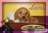 Lani Female Mini Labradoodle