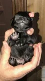 Pomeranian puppy