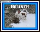 Goliath Male Beabull