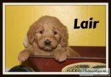 Lair Male Mini Labradoodle