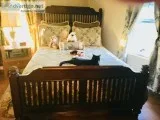 Dark walnut  queen size bed frame