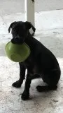 Super Sweet Dog Needs a New Home