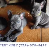 Blue French Bulldog Puppies - Outstanding Litter