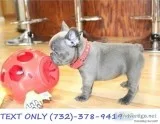 Ready Now Blue Frenchie BoyFemale AKc Reg