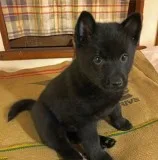 AKC Schipperke Puppies