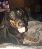Make dachshund