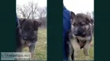 AKC German shepherd puppies