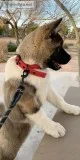 Beautiful akc akita female puppy