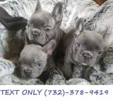 Smart Brindle French Bulldog-femalemale