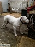 American pitbull terrier puppies 
