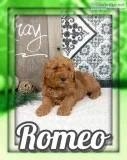Romeo Male Mini Goldendoodle