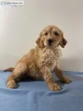 Nick Male Goldendoodle