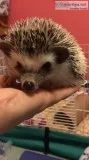 Male hedgehog