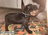 Cane Corsos