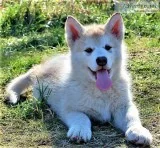 Alaskan Malamute Puppies