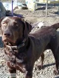 looking for a cho  lab for my female