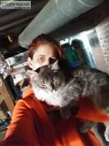 Silver 9 month old Maine coon