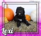 Lexi Female Bernedoodle
