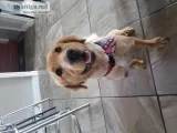 1yr old Golden retriever