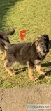German Shepherd puppy