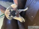 Presa Canario Pups