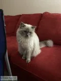 Full Blood dollface Persian