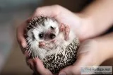 Hedgehogs for sale in Connecticut