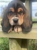 Ckc Basset Hound Puppies