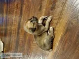 Cane corso puppies
