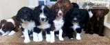 Springerdoodle puppies looking for loving homes