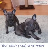 Full AKc Babies Ready Now Only Boy And Girl Left