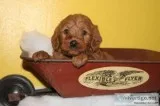 Landon Mini Labradoodle