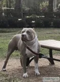 Blue and Blue Fawn Pitbull Puppies
