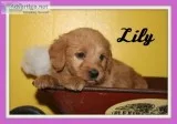 Lily Female Mini Labradoodle