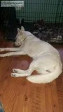 In need of stud dog now