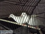 White Dove pair